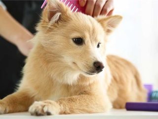 Turn-Key Pet Grooming business for sale in Richmond, VA!