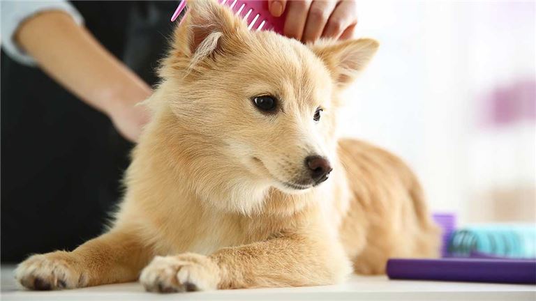 Turn-Key Pet Grooming business for sale in Richmond, VA!